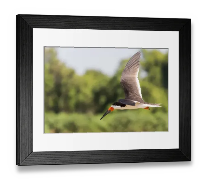 Framed Print : South America, Brazil, Mato Grosso, The Pantanal, black skimmer, (Rynchops niger) Framed Print : South America, Brazil, Mato Grosso, The Pantanal, black skimmer, (Rynchops niger)