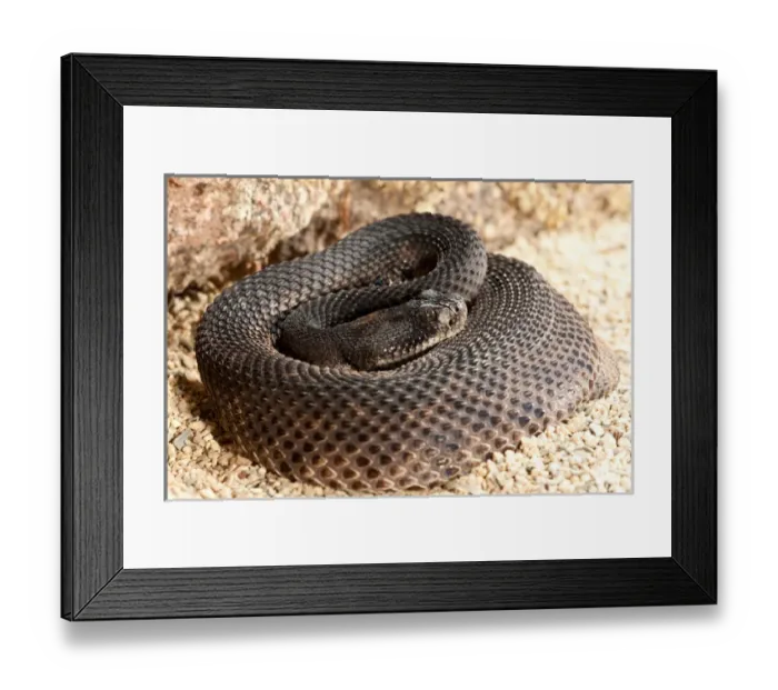 Framed Print : Western Diamondback Rattlesnake, Crotalus atrox, Native to Southwestern US Framed Print : Western Diamondback Rattlesnake, Crotalus atrox, Native to Southwestern US