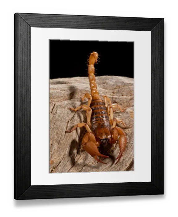 Framed Print : South African Hissing Scorpion, Opistothalmus glabifrons, Native to Mozambique Framed Print : South African Hissing Scorpion, Opistothalmus glabifrons, Native to Mozambique