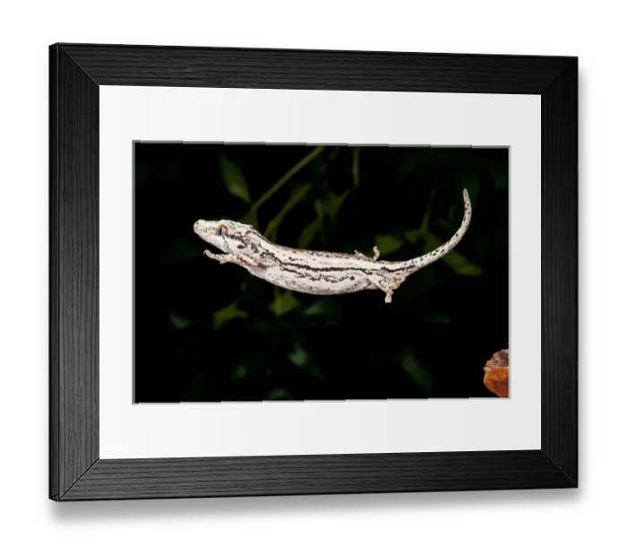 Framed Print : New Caledonia Gargoyle Gecko, Rhacodactylus auriculatus, Native to New Caledonia Framed Print : New Caledonia Gargoyle Gecko, Rhacodactylus auriculatus, Native to New Caledonia
