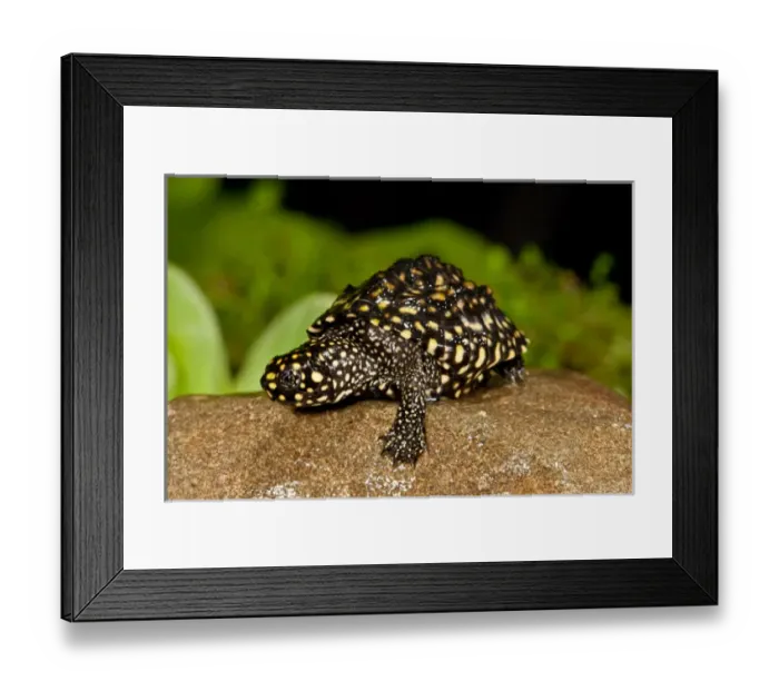 Framed Print : Indian Spotted Pond Turtle, Geoclemys hamiltonii, Native to India and Pakistan Framed Print : Indian Spotted Pond Turtle, Geoclemys hamiltonii, Native to India and Pakistan
