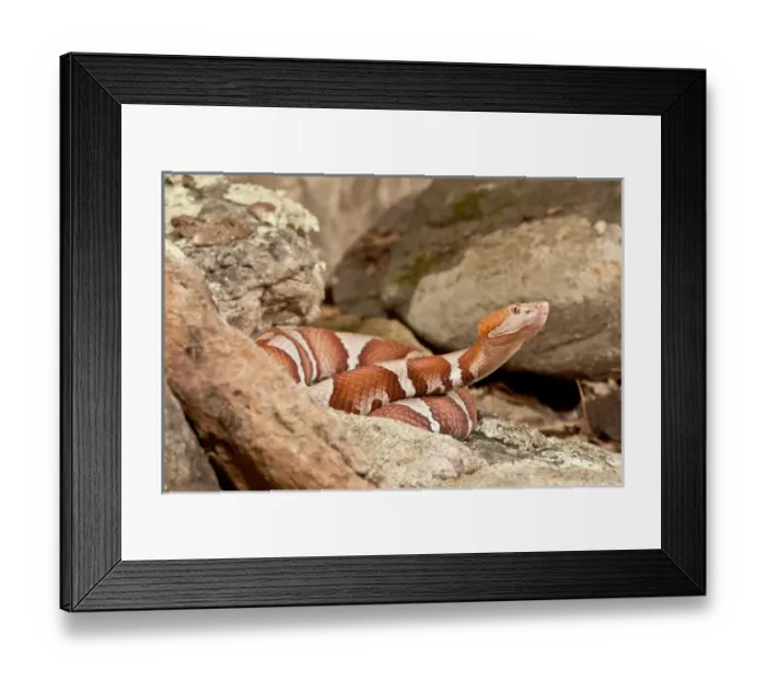 Framed Print : Trans-pecos Copperhead, Agkistrodon contortrix pictagaster, Native to Western Texas Framed Print : Trans-pecos Copperhead, Agkistrodon contortrix pictagaster, Native to Western Texas
