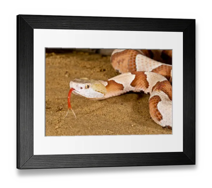 Framed Print : Southern Copperhead, Agkistrodon contortrix contortrix, Native to South Eastern US Framed Print : Southern Copperhead, Agkistrodon contortrix contortrix, Native to South Eastern US