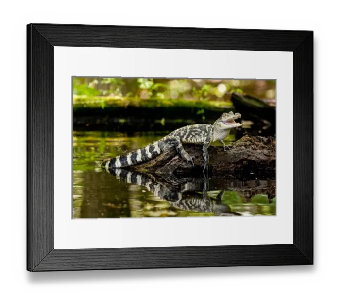 Framed Print : American Alligator, Alligator mississippiensis, Native to Southern United States Framed Print : American Alligator, Alligator mississippiensis, Native to Southern United States