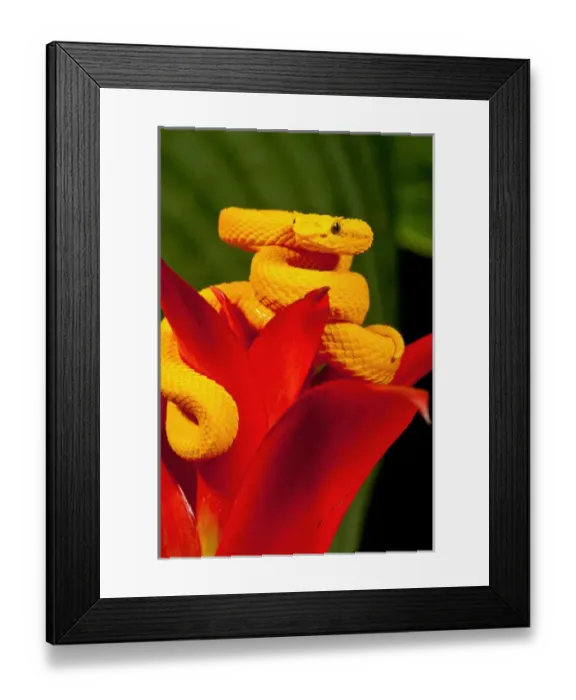 Framed Print : Eyelash Viper, Bothriechis schlegeli, Native to Southern Mexico into Central America