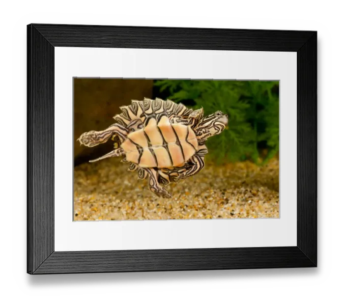 Framed Print : Black-knobbed SawbackTurtle, Graptemys nigrinoda, Native to Alabama and Mississippi Framed Print : Black-knobbed SawbackTurtle, Graptemys nigrinoda, Native to Alabama and Mississippi