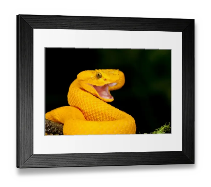 Framed Print : Eyelash Viper, Bothriechis schlegeli, Native to Southern Mexico into Central America Framed Print : Eyelash Viper, Bothriechis schlegeli, Native to Southern Mexico into Central America