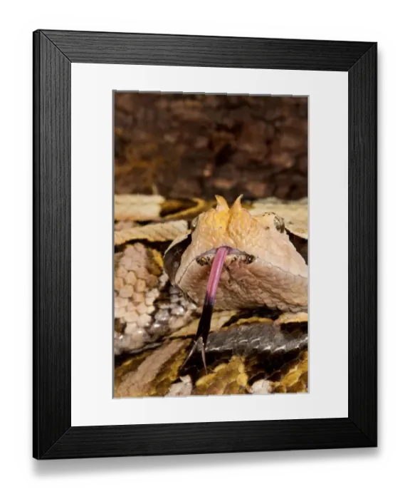 Framed Print : Western Gaboon Viper, Bitis gabonica rhinoceros, Native to Western and Southern Africa Framed Print : Western Gaboon Viper, Bitis gabonica rhinoceros, Native to Western and Southern Africa