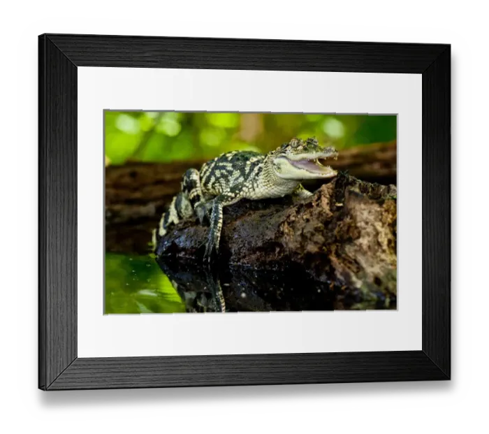Framed Print : American Alligator, Alligator mississippiensis, Native to Southern United States