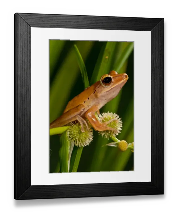Framed Print : Golden Treefrog, Rhacophorus leucomystax, Native to Malaysia Habitat: Tropical Rainforest Framed Print : Golden Treefrog, Rhacophorus leucomystax, Native to Malaysia Habitat: Tropical Rainforest