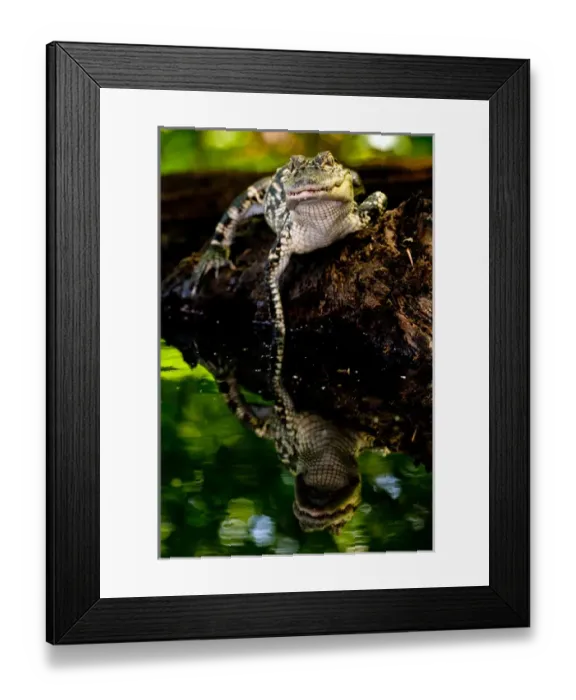 Framed Print : American Alligator, Alligator mississippiensis, Native to Southern United States