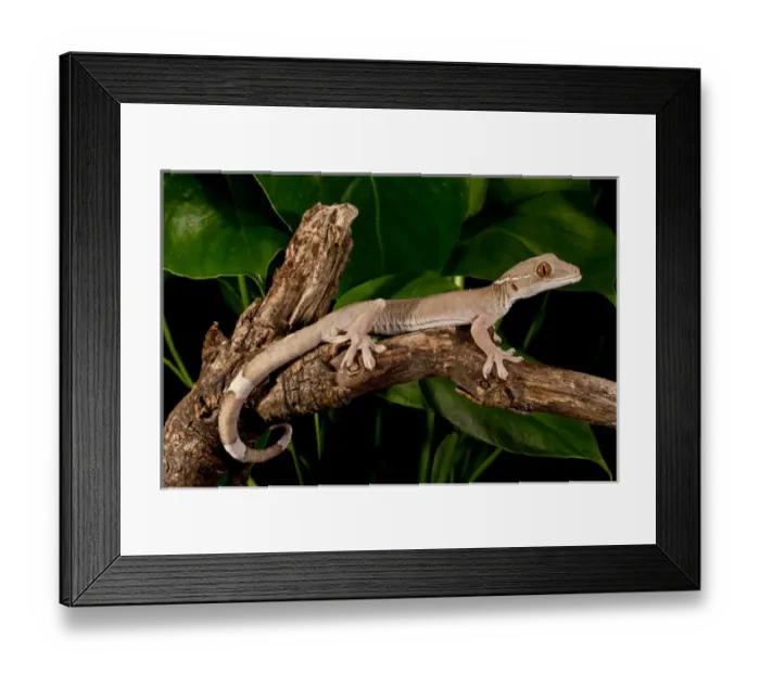 Framed Print : White Line (Skunk) Gecko, Gecko vittatus, Native to Indonesia, Habitat: Arboreal Rain