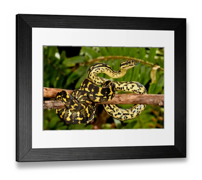 Framed Print : Jungle Carpet Python, Morelia spilotes variegata, Native to Australia and New Guinea Framed Print : Jungle Carpet Python, Morelia spilotes variegata, Native to Australia and New Guinea