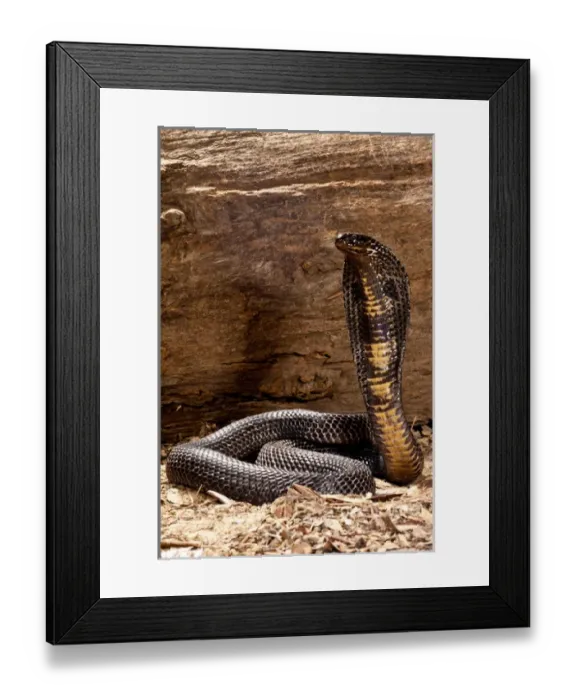Framed Print : Pakistani Black Cobra, Naja naja karachiensis, Native to Pakistan and surrounding areas Framed Print : Pakistani Black Cobra, Naja naja karachiensis, Native to Pakistan and surrounding areas