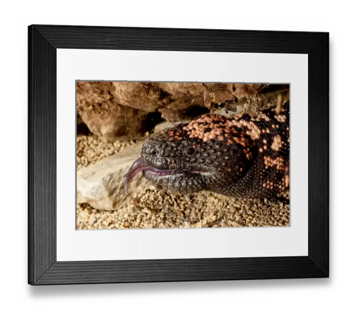 Framed Print : Gila Monster Heloderma horridum Native to the South Western US Habitat - Southwestern Framed Print : Gila Monster Heloderma horridum Native to the South Western US Habitat - Southwestern