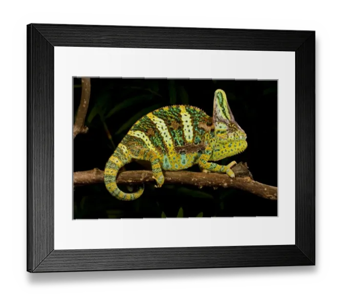 Framed Print : Veiled Chameleon Chamaeleo calyptratus Native to Yemen Habitat Varied Trees