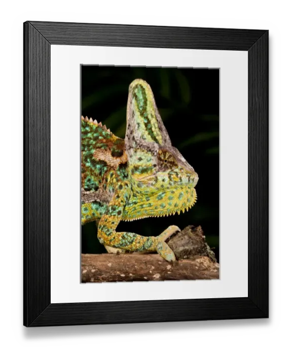 Framed Print : Veiled Chameleon Chamaeleo calyptratus Native to Yemen Habitat Varied Trees Framed Print : Veiled Chameleon Chamaeleo calyptratus Native to Yemen Habitat Varied Trees