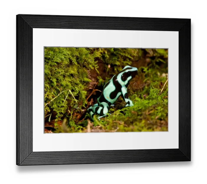 Framed Print : Auratus Dart Frog Dendrobates auratus Native to Northern South America Habitat - Rain Forest Framed Print : Auratus Dart Frog Dendrobates auratus Native to Northern South America Habitat - Rain Forest