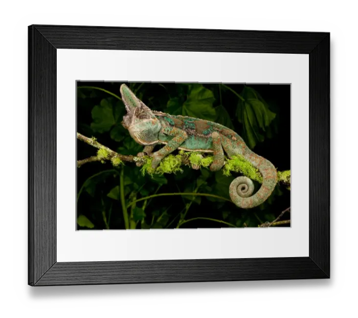 Framed Print : Veiled Chameleon Chamaeleo calyptratus Native to Yemen Habitat Varied Trees