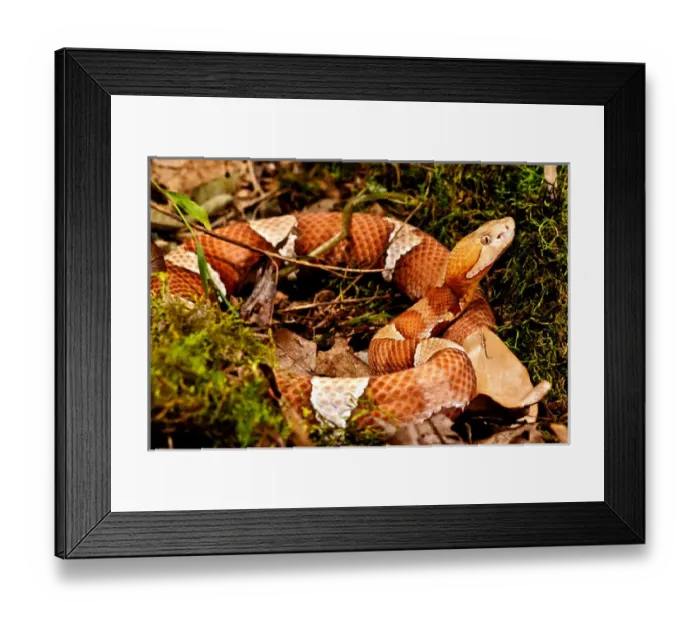 Framed Print : Broad-banded Copperhead, Agkistrodon contortrix laticinctus, Native to Kansas, Oklahoma