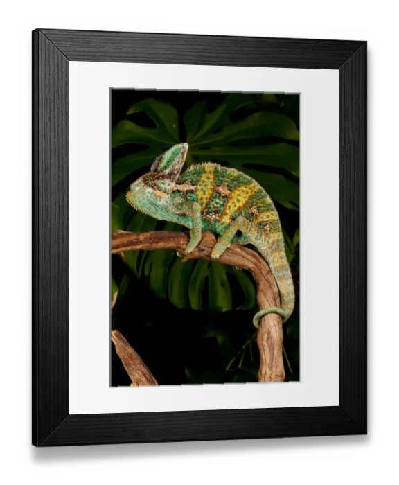 Framed Print : Veiled Chameleon Chamaeleo calyptratus Native to Yemen Habitat Varied Trees Framed Print : Veiled Chameleon Chamaeleo calyptratus Native to Yemen Habitat Varied Trees