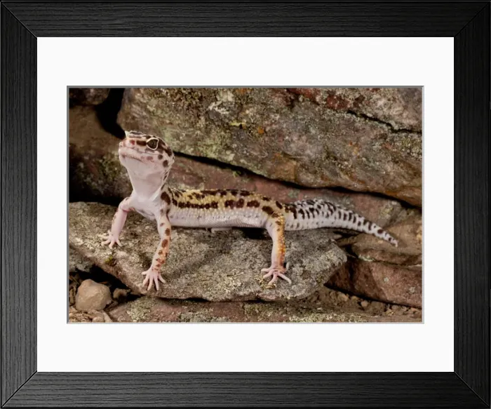 Framed Print : Leopard Gecko, Eublepharis macularis, Native to Pakistan, Habitat Arid and Semi Framed Print : Leopard Gecko, Eublepharis macularis, Native to Pakistan, Habitat Arid and Semi