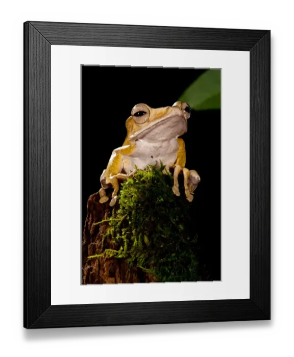 Framed Print : Borneo Eared Frog Polypedates otilophus Native to Borneo, Habitat: Dense Tropical