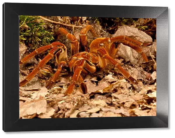 Goliath Bird-eater Spider, Theraphosa blondi, Native to the Rain Forest Regions of