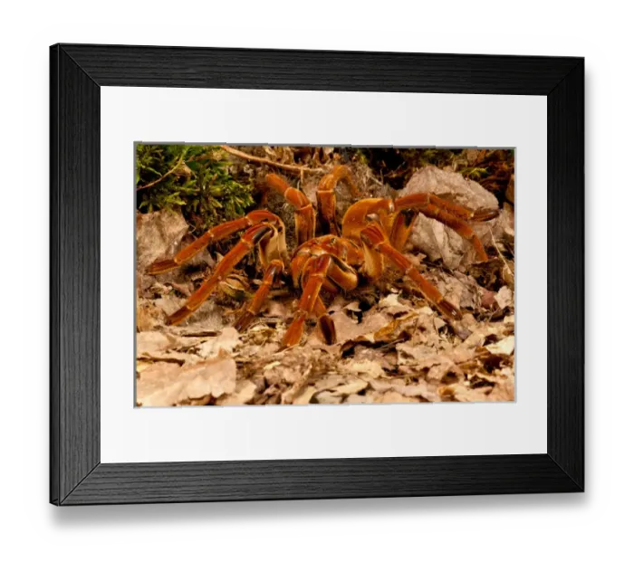 Framed Print : Goliath Bird-eater Spider, Theraphosa blondi, Native to the Rain Forest Regions of Framed Print : Goliath Bird-eater Spider, Theraphosa blondi, Native to the Rain Forest Regions of