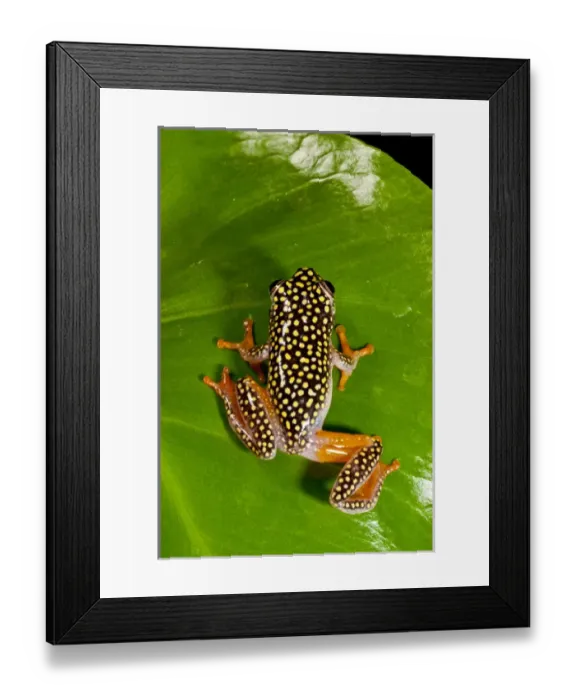 Framed Print : Starry Night Reed Frog - Heterixalus alboguttatus - Native to Madagascar Habitat Framed Print : Starry Night Reed Frog - Heterixalus alboguttatus - Native to Madagascar Habitat