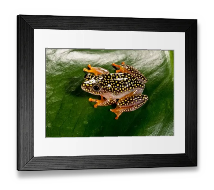 Framed Print : Starry Night Reed Frog - Heterixalus alboguttatus - Native to Madagascar Habitat Framed Print : Starry Night Reed Frog - Heterixalus alboguttatus - Native to Madagascar Habitat