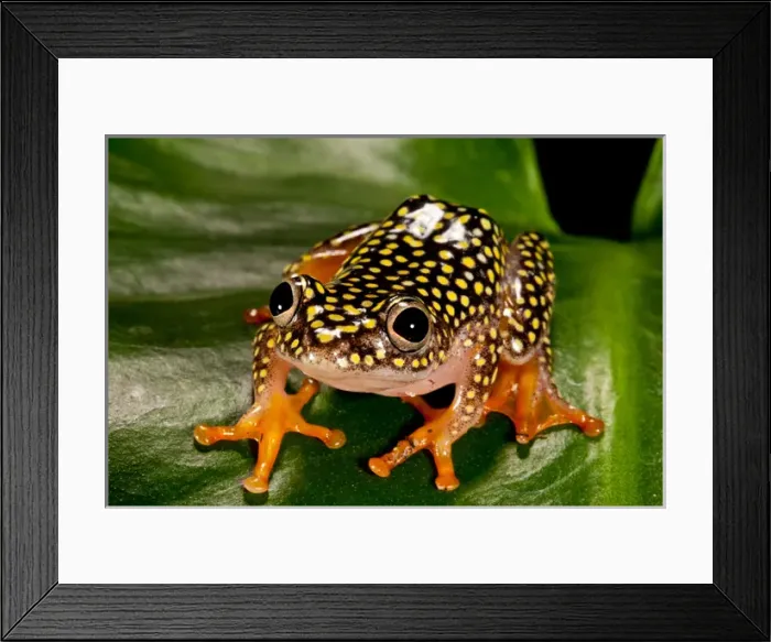 Framed Print : Starry Night Reed Frog - Heterixalus alboguttatus - Native to Madagascar Habitat Framed Print : Starry Night Reed Frog - Heterixalus alboguttatus - Native to Madagascar Habitat