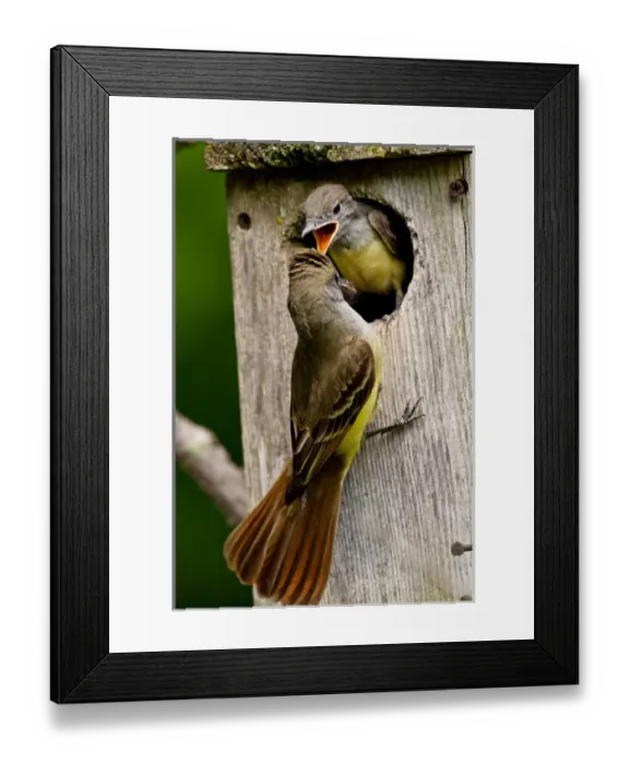 Framed Print : Great Crested Flycatcher Myiarchus crinitus Central Pennsylvania Habitat - Deciduous Forest Framed Print : Great Crested Flycatcher Myiarchus crinitus Central Pennsylvania Habitat - Deciduous Forest