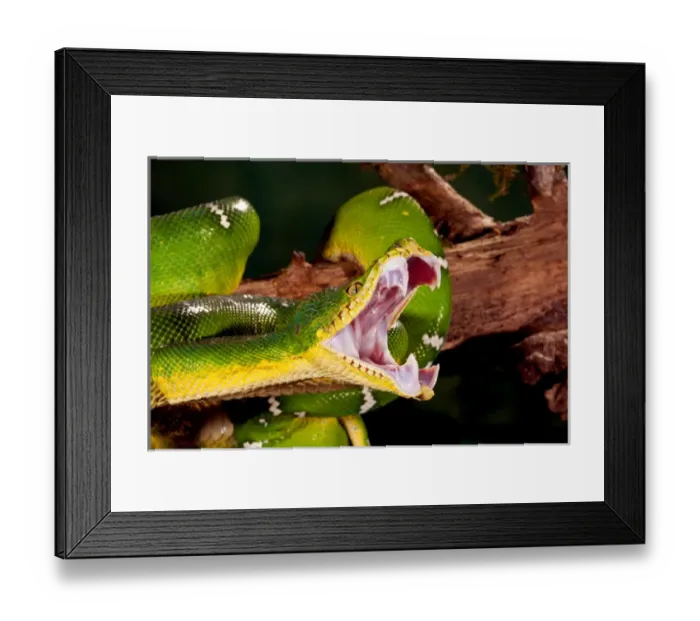 Framed Print : Emerald Tree Boa, Corallus caninus, Native to Northern South America, Habitat: Tropical Framed Print : Emerald Tree Boa, Corallus caninus, Native to Northern South America, Habitat: Tropical