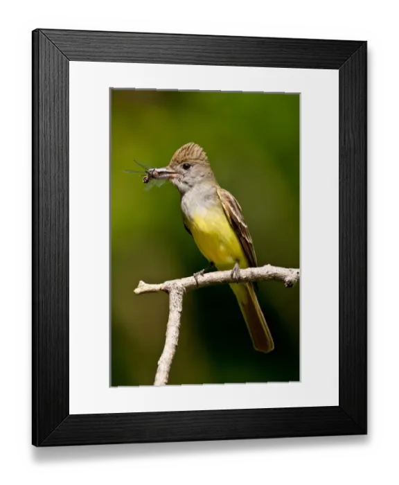 Framed Print : Great Crested Flycatcher Myiarchus crinitus Central Pennsylvania Habitat - Deciduous Forest Framed Print : Great Crested Flycatcher Myiarchus crinitus Central Pennsylvania Habitat - Deciduous Forest