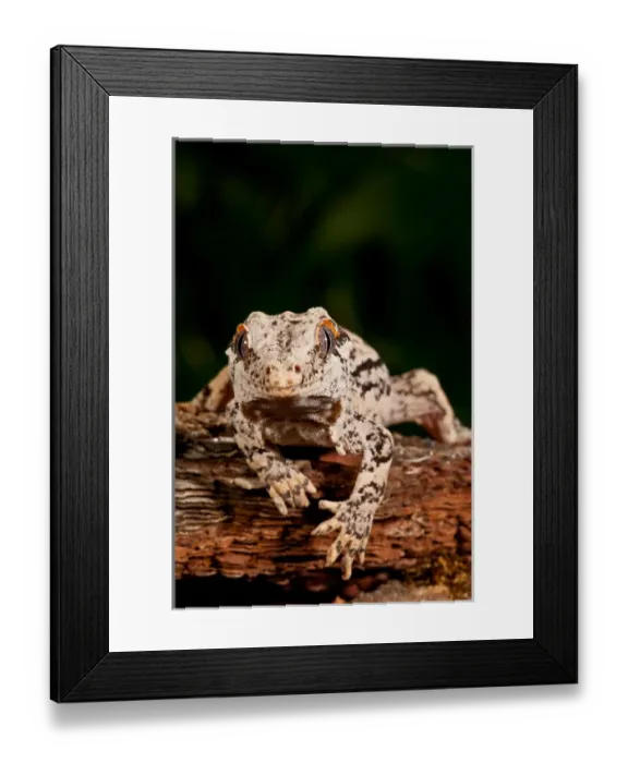 Framed Print : Gargoyle Gecko Rhacodactylus auriculatus Native to New Caledonia Habitat Arboreal Framed Print : Gargoyle Gecko Rhacodactylus auriculatus Native to New Caledonia Habitat Arboreal