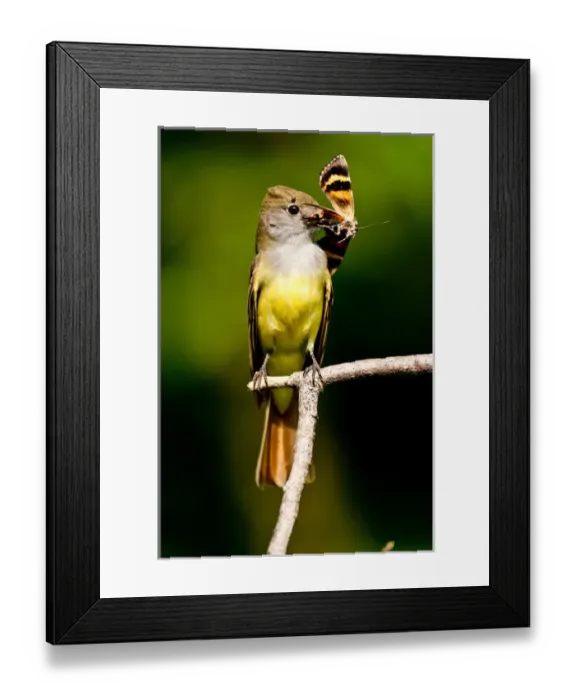 Framed Print : Great Crested Flycatcher Myiarchus crinitus Central Pennsylvania Habitat - Deciduous Forest Framed Print : Great Crested Flycatcher Myiarchus crinitus Central Pennsylvania Habitat - Deciduous Forest