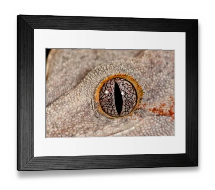 Framed Print : Gargoyle Gecko Rhacodactylus auriculatus Native to New Caledonia Habitat Arboreal