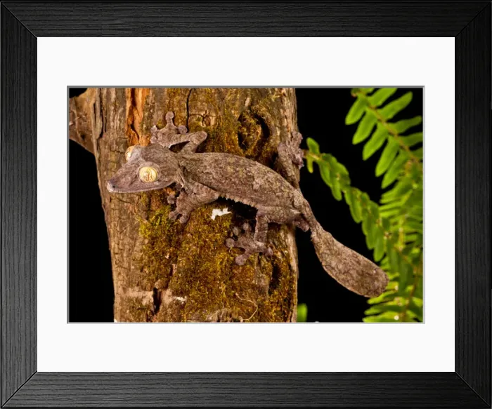 Framed Print : Giant Leaf-tailed Gecko Uroplatus fimbriatus Native to Madagascar Habitat Arboreal Framed Print : Giant Leaf-tailed Gecko Uroplatus fimbriatus Native to Madagascar Habitat Arboreal