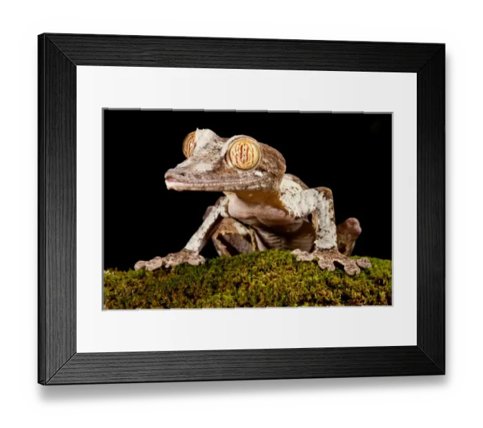 Framed Print : Giant Leaf-tailed Gecko Uroplatus fimbriatus Native to Madagascar Habitat Arboreal Framed Print : Giant Leaf-tailed Gecko Uroplatus fimbriatus Native to Madagascar Habitat Arboreal