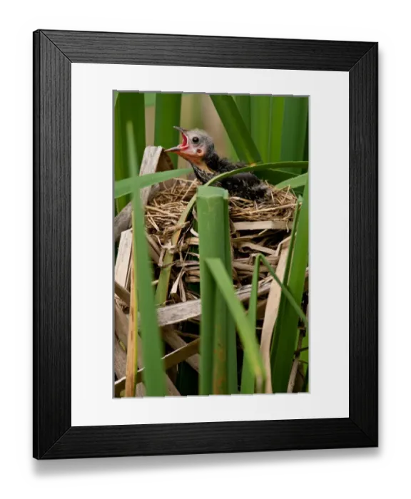 Framed Print : Red Wing Black Bird feeding Young Agelaius phoeniceus Central Pennsylvania Habitat - Marshes