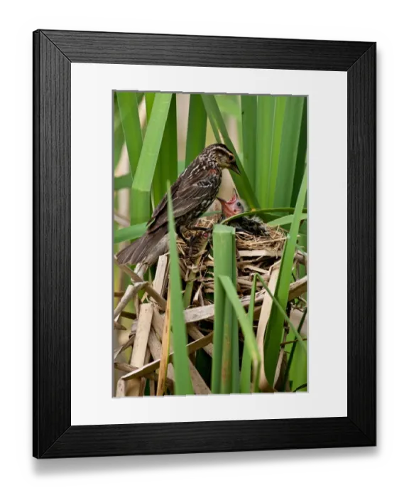 Framed Print : Red Wing Black Bird feeding Young Agelaius phoeniceus Central Pennsylvania Habitat - Marshes