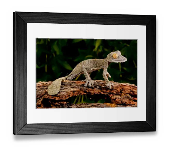 Framed Print : Giant Leaf-tailed Gecko Uroplatus fimbriatus Native to Madagascar Habitat Arboreal Framed Print : Giant Leaf-tailed Gecko Uroplatus fimbriatus Native to Madagascar Habitat Arboreal