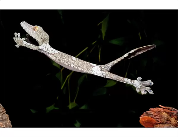Giant Leaf-tailed Gecko Uroplatus fimbriatus Native to Madagascar Habitat Arboreal