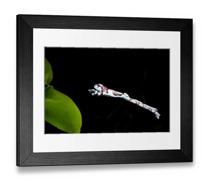 Framed Print : Amazon Cave  /  Milk Frog, Phrynohyas (Trachycephalus) resinifictrix, Native to Brazil