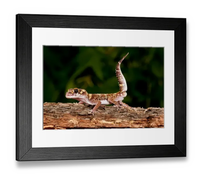 Framed Print : Thick-tailed Gecko Underwoodisaurus milli Native to Eastern Australia Habitat