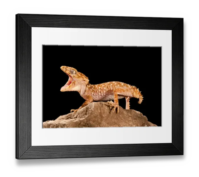 Framed Print : Rough Knob-tail Gecko, Nephrurus amyae, Native to Western Australia, Habitat: Desert