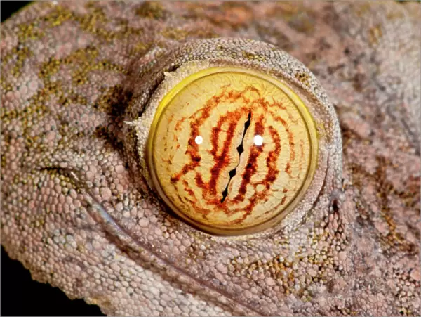Giant Leaf-tailed Gecko Uroplatus fimbriatus Native to Madagascar Habitat Arboreal
