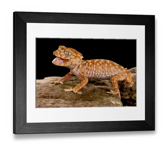 Framed Print : Rough Knob-tail Gecko, Nephrurus amyae, Native to Western Australia, Habitat: Desert Framed Print : Rough Knob-tail Gecko, Nephrurus amyae, Native to Western Australia, Habitat: Desert