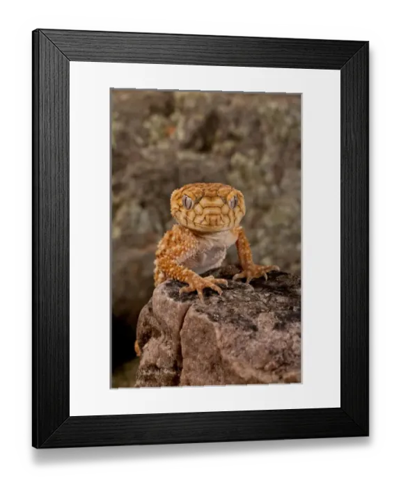 Framed Print : Rough Knob-tail Gecko, Nephrurus amyae, Native to Western Australia, Habitat: Desert Framed Print : Rough Knob-tail Gecko, Nephrurus amyae, Native to Western Australia, Habitat: Desert